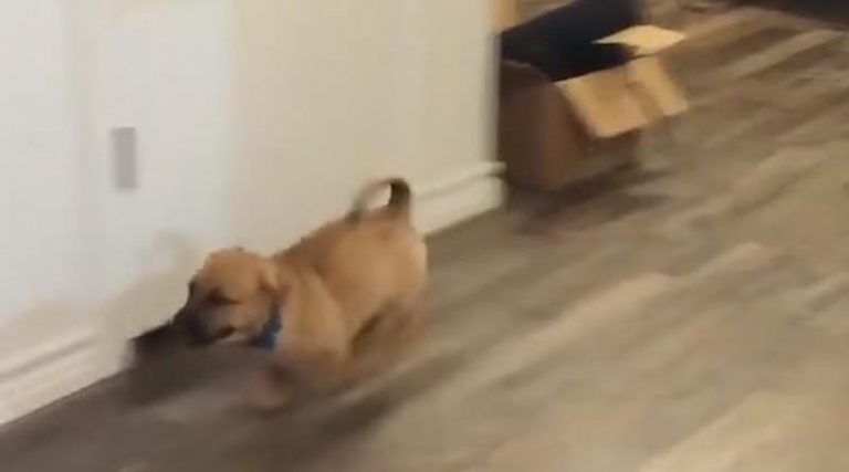 Το πιο γλυκό βίντεο: Απίθανο κουτάβι… λατρεύει να γλιστρά στο πάτωμα!