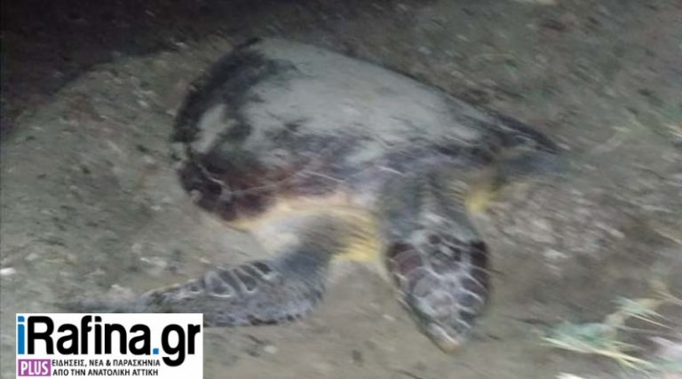 Βρέθηκε τραυματισμένη χελώνα καρέτα– καρέτα σε παραλία της Ραφήνας (φωτό)