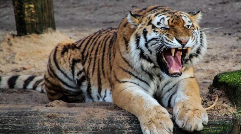Τραγωδία σε ζωολογικό κήπο: Τίγρεις κατασπάραξαν φύλακα