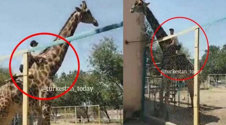 Απίστευτο! Μεθυσμένος έκοβε βόλτες πάνω σε καμηλοπάρδαλη σε ζωολογικό κήπο! (βίντεο)