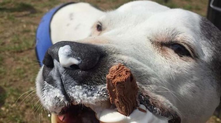 Συγκινητικό: Πρώην νοσοκόμα προσφέρει σε γερασμένους σκύλους τελευταίες στιγμές ευτυχίας