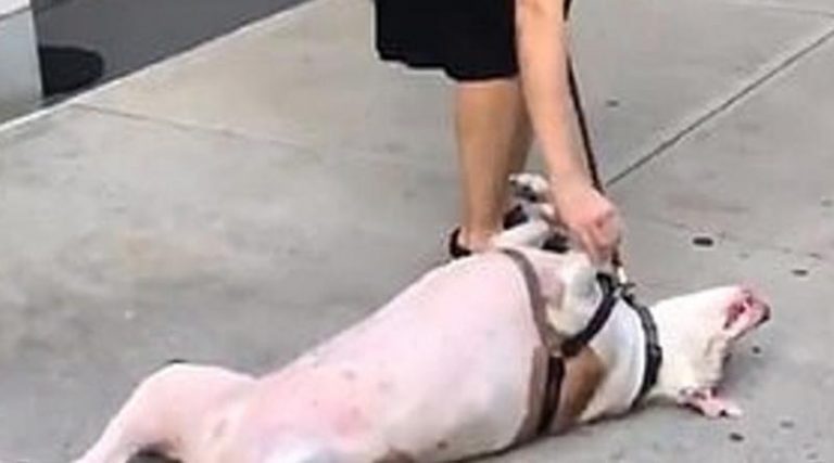 Η πεισματάρα σκυλίτσα έχει τρελάνει όλο τον κόσμο! Δε θέλει να συνεχίσει τη βόλτα και… (βίντεο)