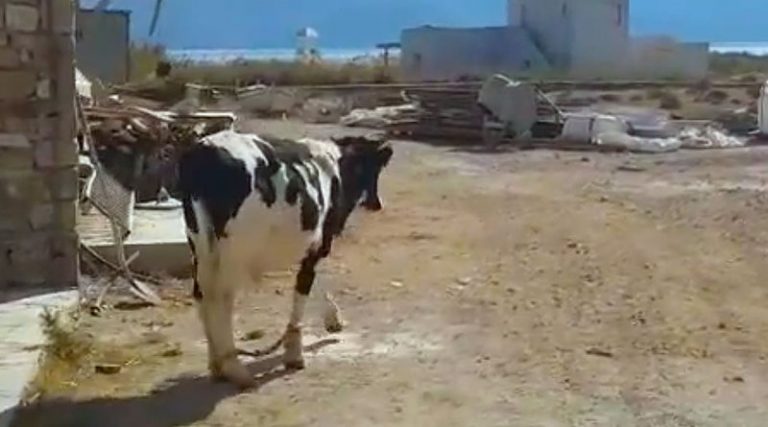 Μύκονος: Δένουν τις αγελάδες στα πόδια για να μην ενοχλούν τους τουρίστες! (video)