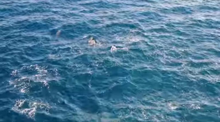 Η στιγμή που ξαφνικά η θάλασσα άρχισε να… αφρίζει στον Ευβοϊκό (εντυπωσιακό βίντεο)