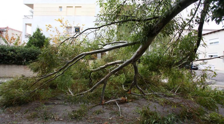 Έπεσαν δέντρα σε Ραφήνα και Ντράφι – Προσοχή στους οδηγούς!