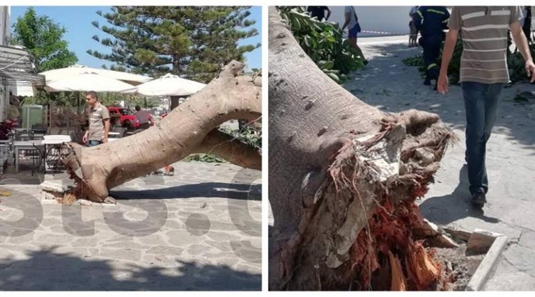 Πανικός στην Πάρο: Δέντρο έπεσε στην είσοδο της Εκατονταπυλιανής και πλάκωσε άνθρωπο! (φωτό)