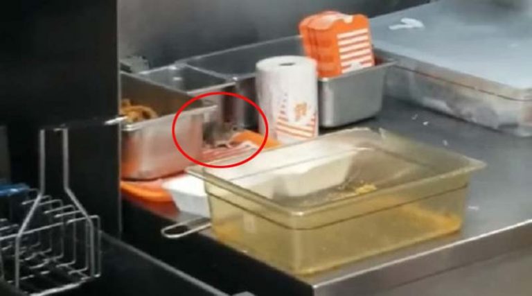 Σοκ: Ποντίκι “έκοβε” βόλτες σε κατάστημα φαστ φουντ – Πήδηξε σε φριτέζα με καυτό λάδι! (βίντεο)