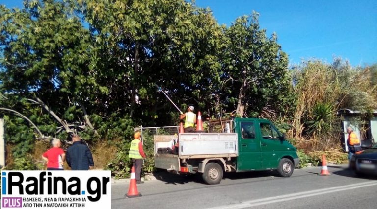 Ραφήνα – Πικέρμι: Ενημέρωση των πολιτών για τη διαδικασία κλαδέματος δέντρων από τον ΔΕΔΔΗΕ