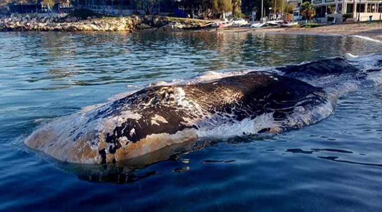 Νεκρή φάλαινα στην Κερατέα: Μέχρι και μπαταρία αυτοκινήτου στο στομάχι της! (φωτό & βίντεο)