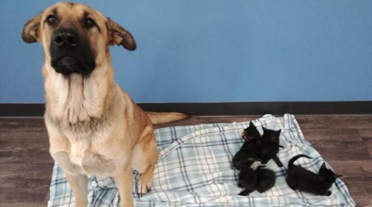 Αδέσποτη σκυλίτσα έσωσε από βέβαιο θάνατο εγκαταλελειμμένα νεογέννητα γατάκια! (φωτό)