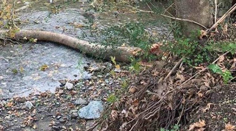 Τραγωδία: Δέντρο κατάπλακωσε άντρα και τον σκότωσε! (φωτό)