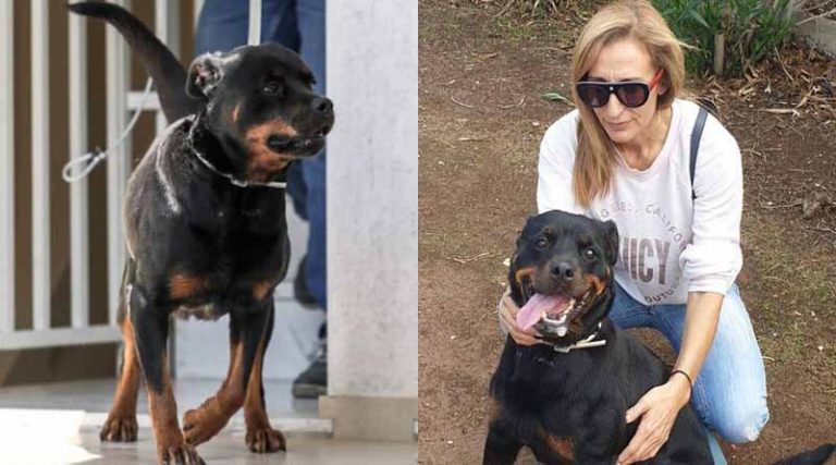 Το περιβόητο ροτβάιλερ των Γλυκών Νερών: Τι απέγινε ο σκύλος «δολοφόνος» που σκότωσε βρέφος δύο μηνών
