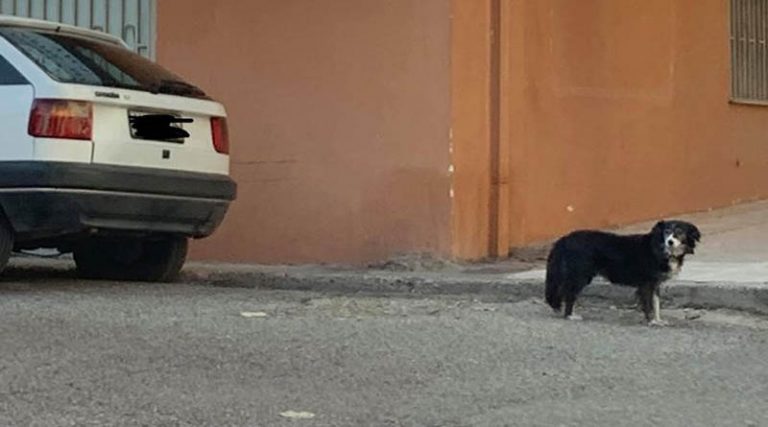 Σκυλίτσα-Χάτσικο περιμένει το αφεντικό της που πέθανε έξω από τα μαγαζί του! (φωτό)
