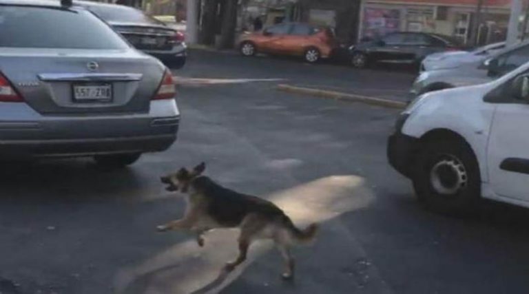 Σκύλος τρέχει πίσω από το αυτοκίνητο της αφεντικίνας του που τον έχει παρατήσει! (βίντεο)