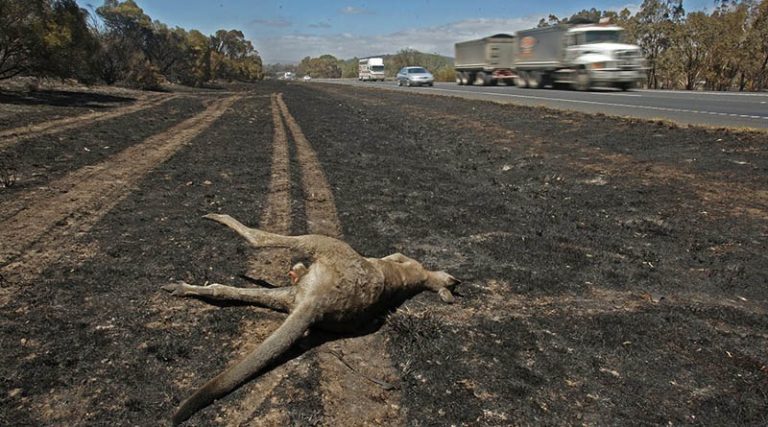 Αυστραλία: Φρίκη δίχως τέλος! Πάνω από ένα δισεκατομμύριο νεκρά ζώα στις φωτιές!