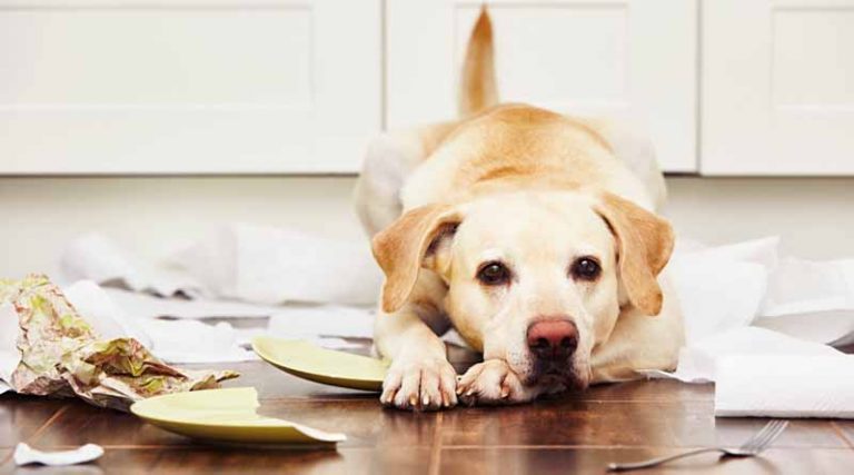 Πότε και πώς να αλλάξετε τροφή στον ηλικιωμένο σκύλο σας