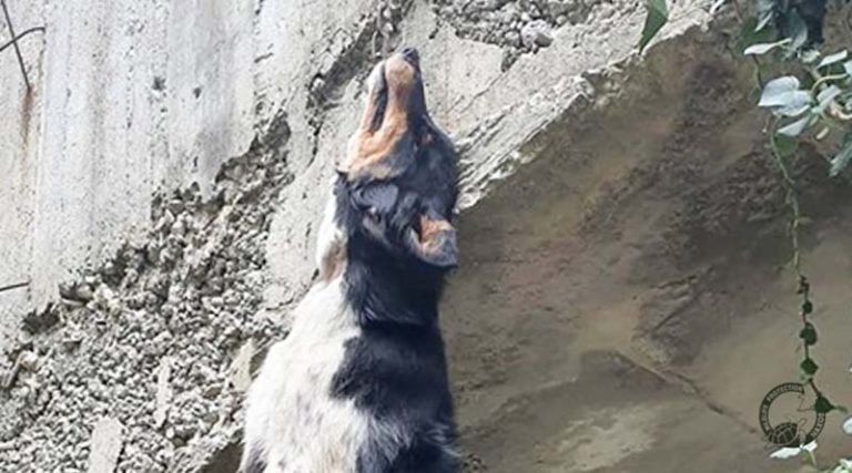 Κτηνωδία: Κρέμασαν σκυλί από γέφυρα – Έκκληση να βρεθεί ο δράστης (προσοχή σκληρές εικόνες)