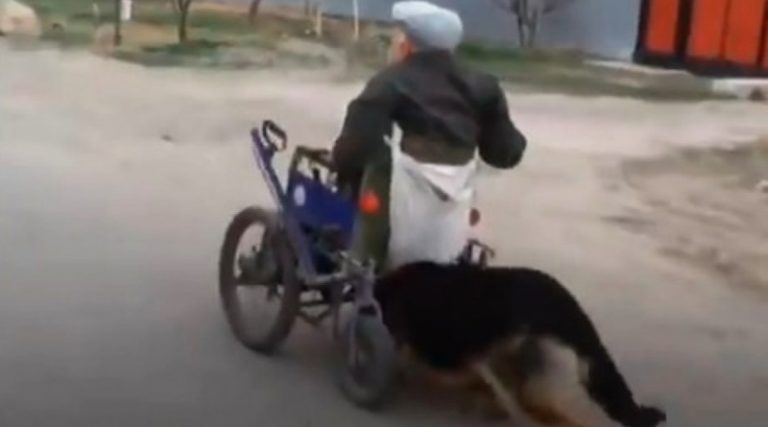 Το κυνηγόσκυλο που δίνει σε ηλικιωμένο με αμαξίδιο… πόδι βοηθείας