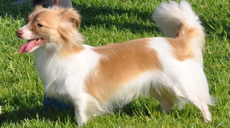 Σκύλος Κοκόνι: Τετραπέρατος, θαρραλέος και…