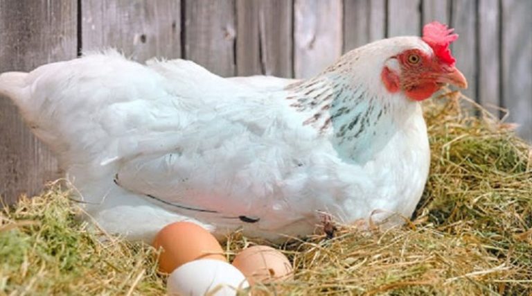 Η κότα έκανε το αβγό ή το αβγό την κότα; – Έρευνα δίνει την απάντηση