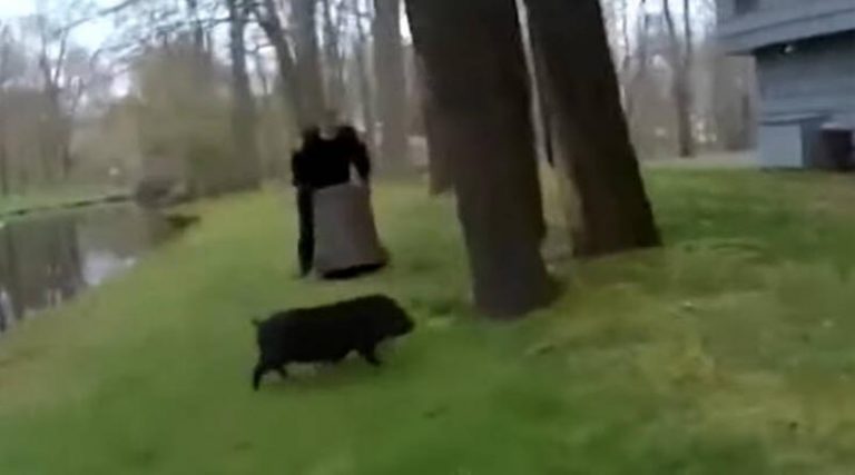 Αστυνομικοί κυνηγούν γουρούνι – φυγά για… 45 λεπτά (βίντεο)