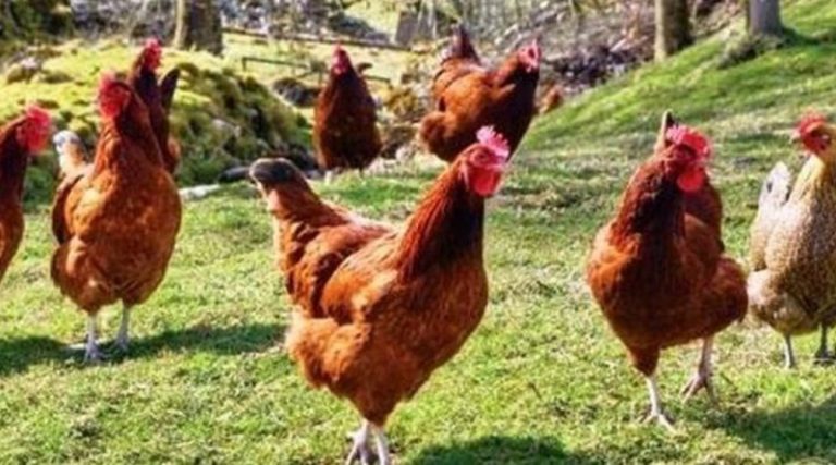 80.000 κοτόπουλα θα θανατωθούν λόγω της γρίπης των πτηνών