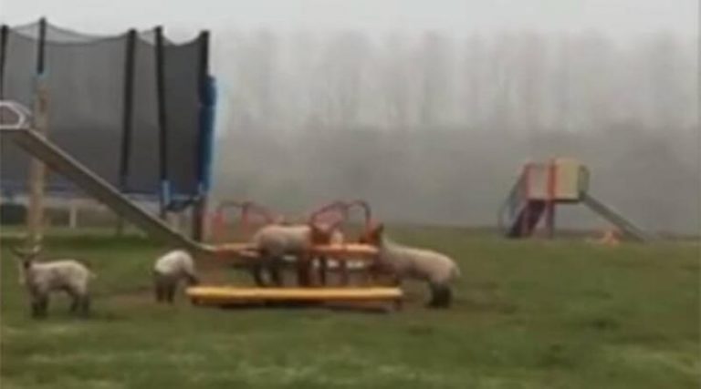Πρόβατα σε άδεια παιδική χαρά λόγω καραντίνας (βίντεο)