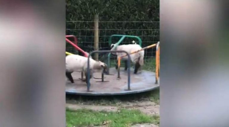 Κορονοϊός: Το viral βίντεο με τα πρόβατα που κάνουν γύρω-γύρω όλοι!