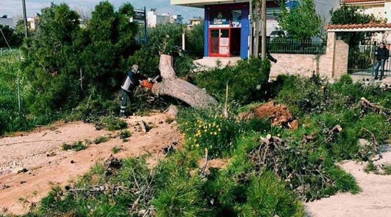 Πτώση δέντρου στην Αρτέμιδα (φωτό)