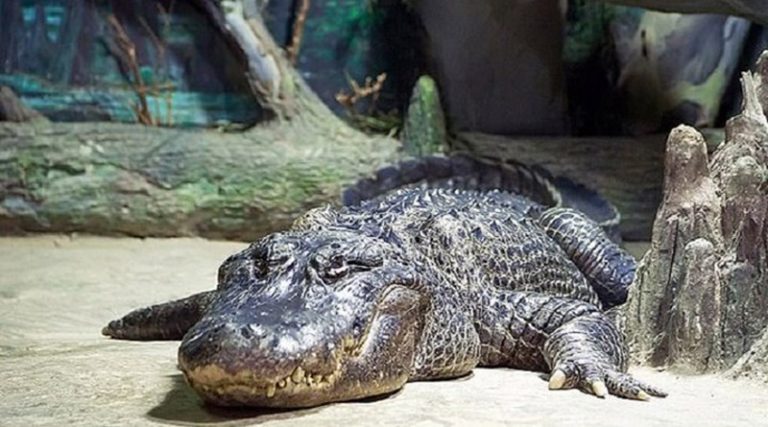 Πέθανε ο θρυλικός αλιγάτορας που είχε επιβιώσει στο Β’ Παγκόσμιο Πόλεμο
