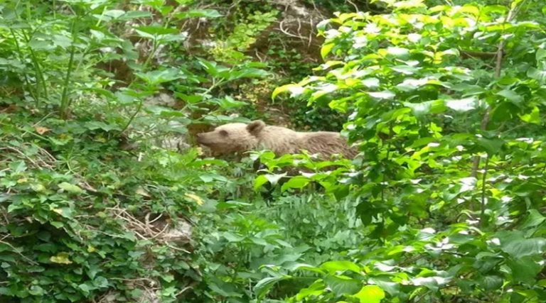 Αρκουδάκι κατέβηκε σε Εθνικό Πάρκο κάνοντας βόλτες