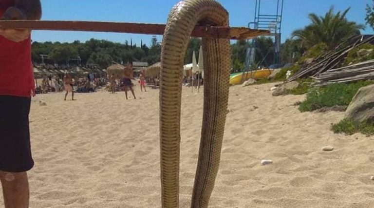 Μας «έζωσαν» τα φίδια: Εμφανίσεις ερπετών σε παραλίες, σπίτια και… αυτοκίνητα