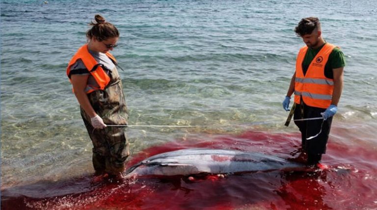 Οι Δολοφονίες Θαλάσσιων Θηλαστικών στο Αιγαίο Συνεχίζονται! Έκοψαν με μαχαίρι τα πτερύγια δελφινιών (φωτό)