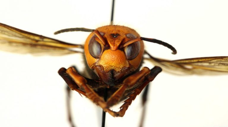 Συναγερμός για γιγαντιαίες σφήκες δολοφόνους μελισσών