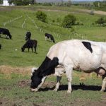 Παγκόσμια ανησυχία: Επιβεβαιώθηκε κρούσμα της νόσου των τρελών αγελάδων