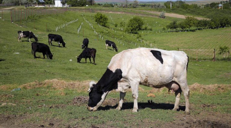 Νέα Ζηλανδία: Αγελάδες πηγαίνουν τουαλέτα (!) για να αντιμετωπιστεί το φαινόμενο του θερμοκηπίου