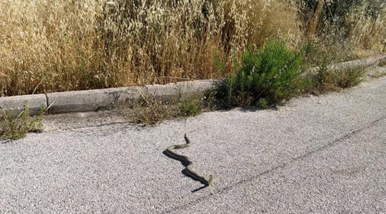 Βγήκαν βόλτα τα φίδια στο Νέο Βουτζά! (φωτό)