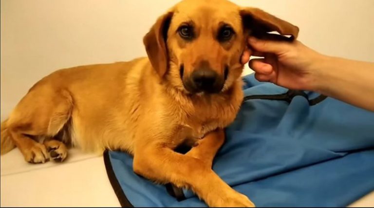 Οργή και αποτροπιασμός! 85χρονος ασέλγησε σε σκύλο! (βίντεο)