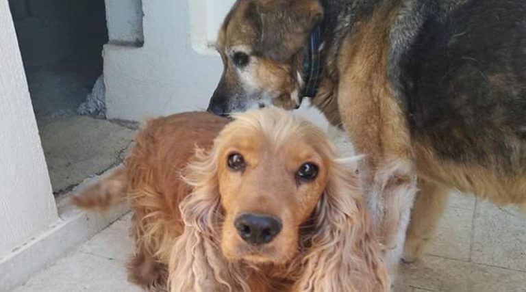Βρέθηκε ο κηδεμόνας για το σκυλάκι που εντοπίστηκε στο Ντράφι
