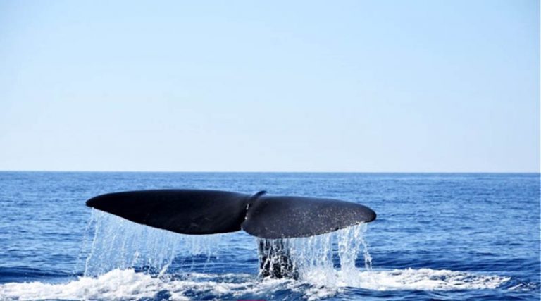 Φάλαινα εμφανίστηκε σε παραλία της Εύβοιας (βίντεο)