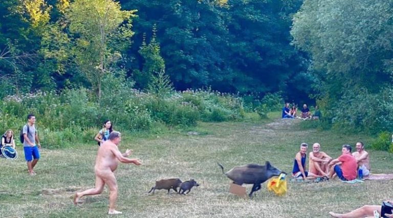 Απίστευτο περιστατικό: Γυμνός άνδρας τρέχει πίσω από αγριογούρουνα που του έκλεψαν το λάπτοπ! (φωτό)