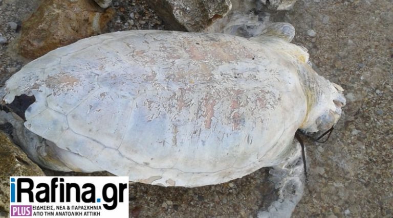 Νεκρή χελώνα σε παραλία της Ραφήνας (φωτό)