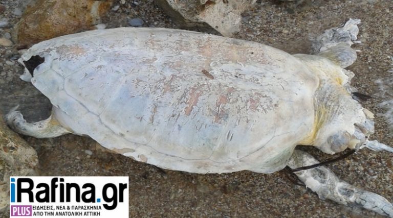 Ακόμα μία νεκρή θαλάσσια χελώνα σε παραλία της Ανατολικής Αττικής