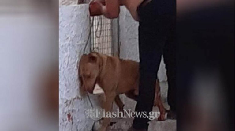 Συγκινεί η εικόνα του σκύλου που έζησε τη φρίκη – Πατέρας τριών παιδιών ο δράστης, περιμένει και δίδυμα