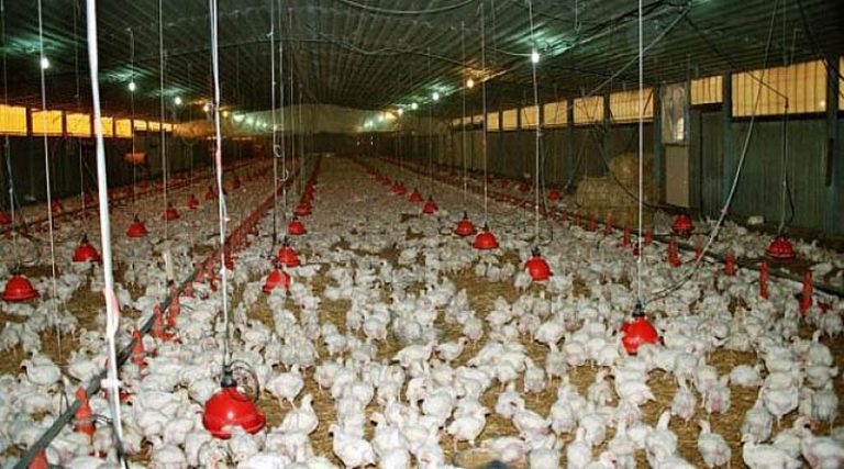 Γρίπη των πτηνών – Κίνα: Εντοπίστηκε το πρώτο κρούσμα του στελέχους H3N8 σε άνθρωπο