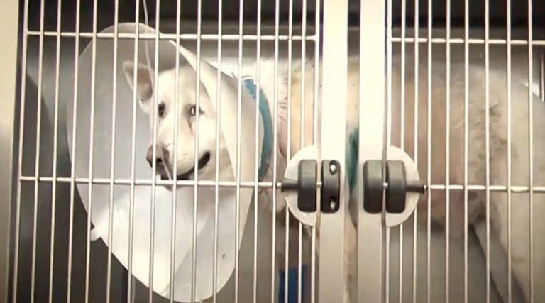 Βίντεο από την κτηνωδία: Οι στιγμές μετά την επίθεση στον σκύλο