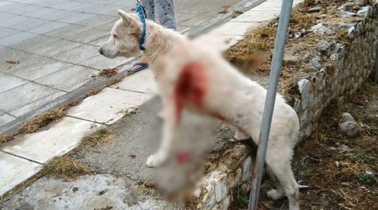 Αυτόπτης μάρτυρας της επίθεσης σε σκύλο: «Είδα να τον έχει σβερκώσει και να του κάνει κεφαλοκλείδωμα» (βίντεο)