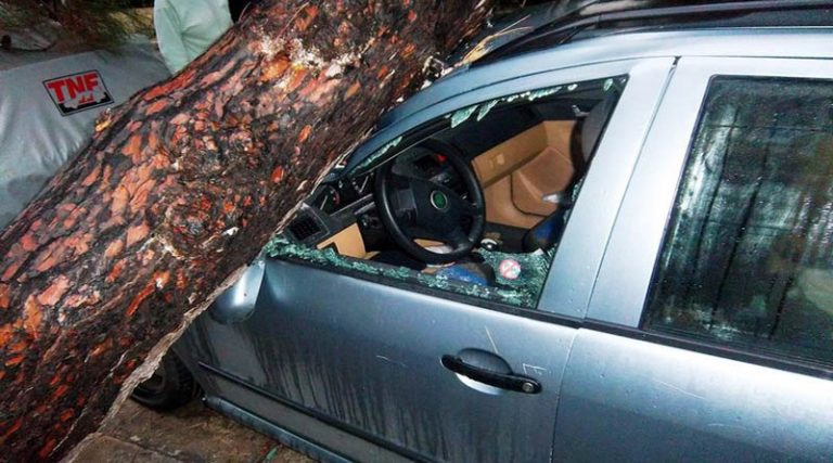 Μαραθώνας: Έπεσε δέντρο στο αμάξι της και παίρνει αποζημίωση από τον Δήμο!