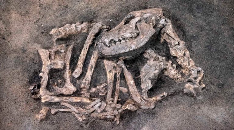 Σκύλος ηλικίας…8.400 ετών ανακαλύφθηκε στην «αγκαλιά» του αφέντη του σε ανασκαφή! (φωτό)