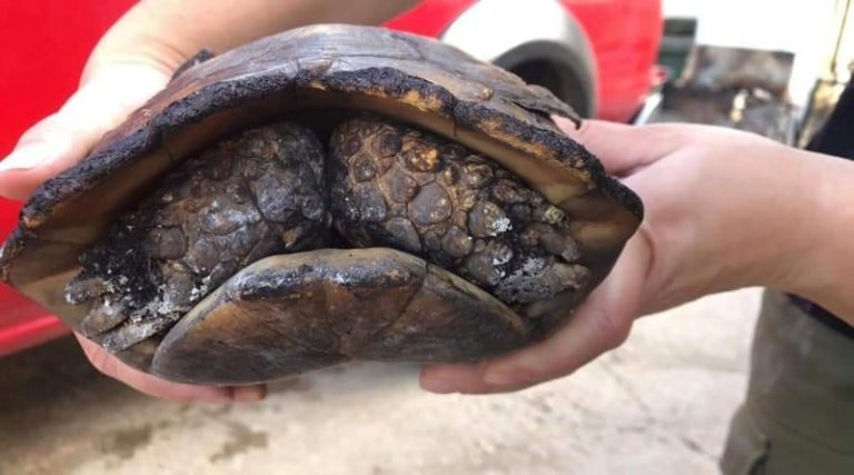 Θύμα της φωτιάς μια χελώνα στην Αρτέμιδα